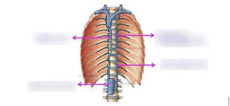 Azygos Tributary Diagram | Quizlet