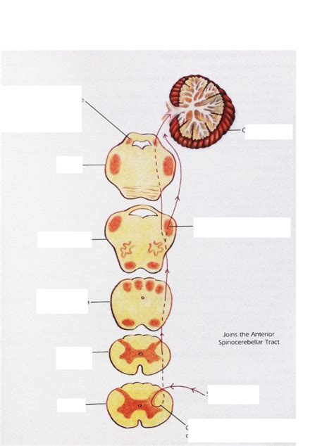 Rostral Spinocerebellar tract Diagram | Quizlet