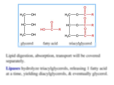 Solution Beta Fatty Acid Oxidation Studypool