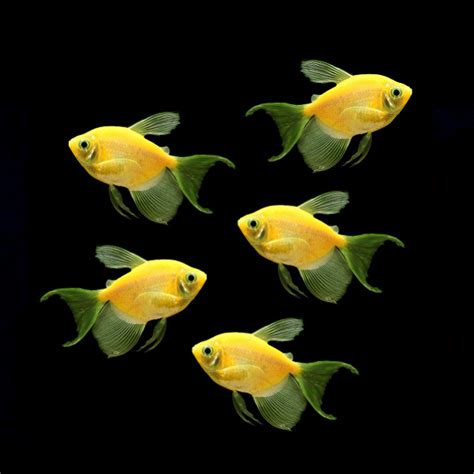 GloFish® Long-Fin Tetra "Pick Your Color" Collection – GloFish, LLC