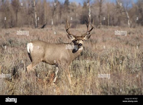 Blacktail deer antlers hi-res stock photography and images - Alamy