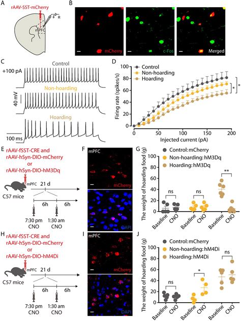 Frontiers Glutamatergic Neurons And Gabaergic Neurons Of Medial