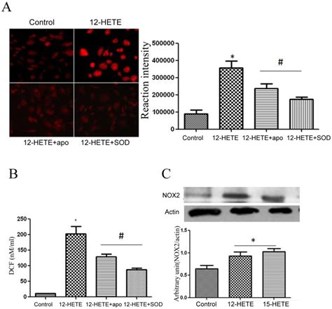 DHE Staining A And DCF Assay B Showed Marked Increase In ROS