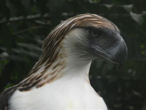 Forest conservation saves vanishing Philippine eagle | EnviroNews.ph ...