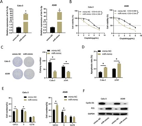 Let 7c 5p Overexpression Enhances The Sensitivity Of LUAD Cells To