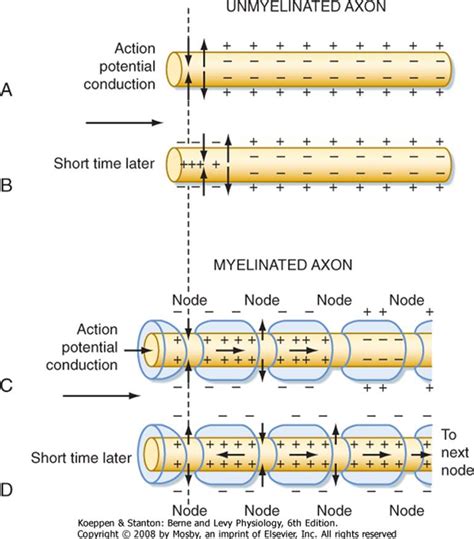 Generation And Conduction Of Action Potentials Berne And Levy