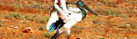 Ruthless Jabiru Ruthless Jabiru Solidarity By Kammerorchester