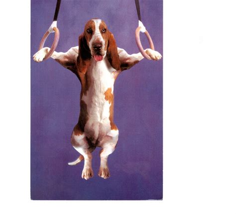 Dog gymnastics. It could happen. lol | Basset hound, Bassett hound