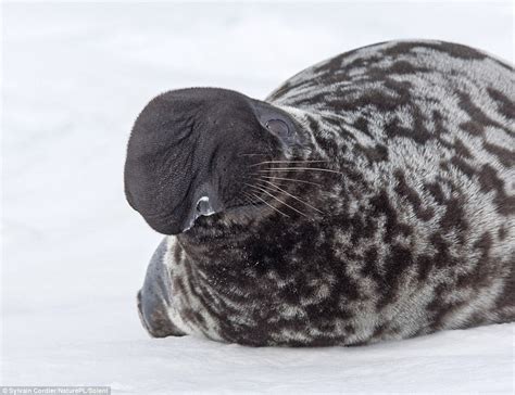 Pictures Capture The Stomach Churning Moment A 280kg Hooded Seal