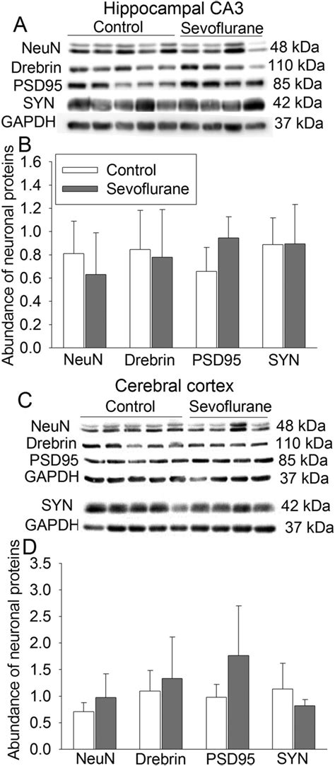 Neuron Specific Protein Expression After Sevoflurane Exposure Six Day