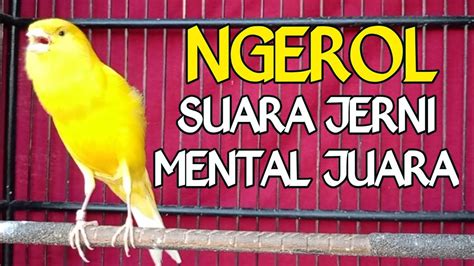 Kenari Gacor Ngerol Panjang Jeda Rapat Mental Juara Bagus Untuk