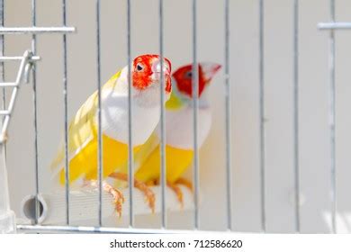 Gouldian Finch Cage Stock Photo 712586620 | Shutterstock