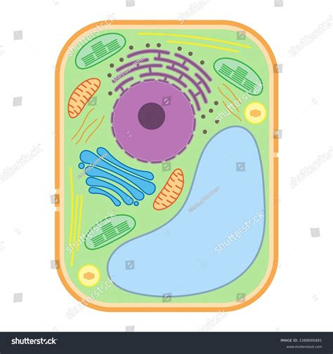 Structure Plant Cell Plant Cell Organelles Stock Vector (Royalty Free ...