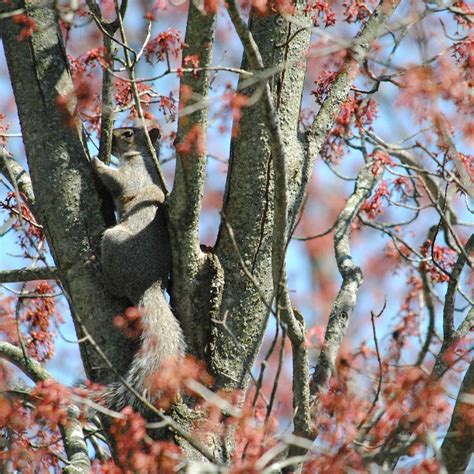 Gray Squirrel Forest Tree - Free photo on Pixabay - Pixabay