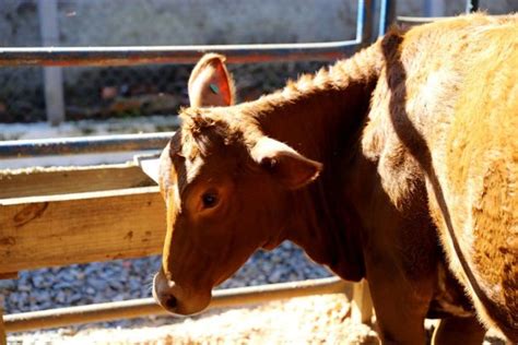 Abertas as inscrições para a exposição de animais da 9ª Festa da Integração