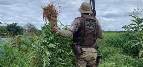 Pol Cia Incinera Mais De Mil P S De Maconha No Norte Da Bahia