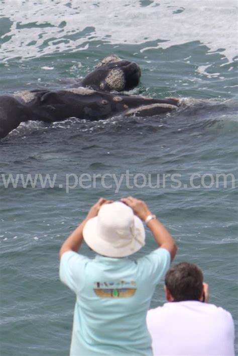 Hermanus Whale Watching Southern Right Whales Photos Percy Tours