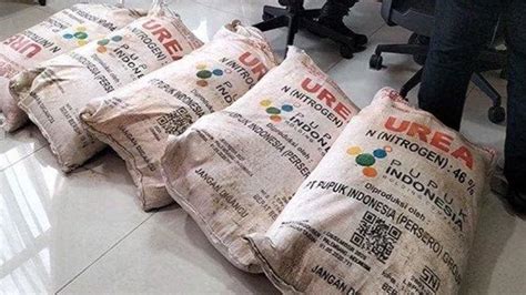 Alokasi Pupuk Urea Di Metro Tahun Ini Capai 1 011 Ton Tribunlampung Co Id