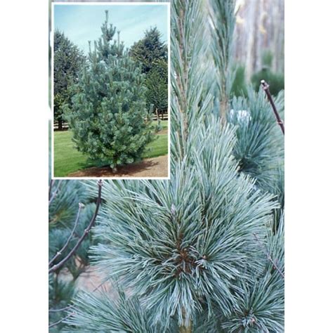 Pušis lanksčioji lot Pinus flexilis Vanderwolf s Pyramid Conifers