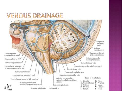 Vestibular and Cerebellar Ataxia - Julius King Kwedhi