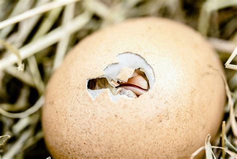 The Bird Egg Cycle – Chirp Nature Center