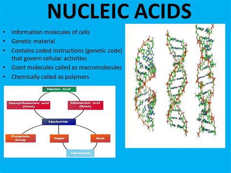 Grade 12: SEMESTER 2 - Chapter 1 - NUCLEIC ACIDS & PROTEIN SYNTHESIS