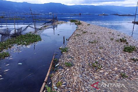 Kematian Ikan Secara Massal Di Danau Maninjau Akibat Belerang ANTARA News