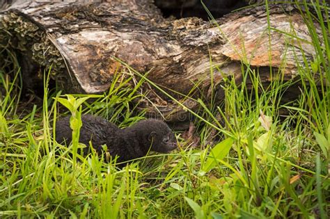 American Mink Neovison Vison Kit Next To Log Stock Image Image Of