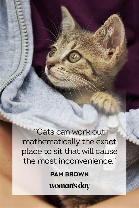 cat quotes cute cat sayings  describe  kitten