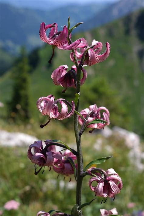 Turk S Cap Lily Flower Blossom Bloom Pink Violet Inflorescence