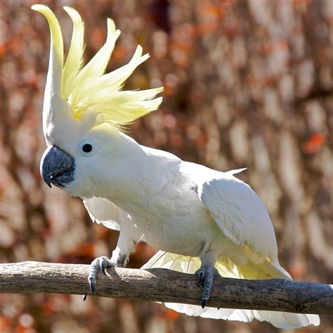 Cacatua - Wikipedia