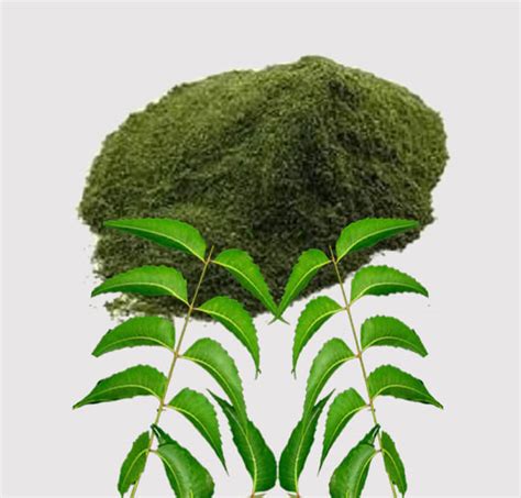 Buy Natural Neem Powder Online in India | Pure & Trusted Product