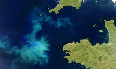 Mais De Dos Oceanos Do Planeta Ficaram Mais Verdes