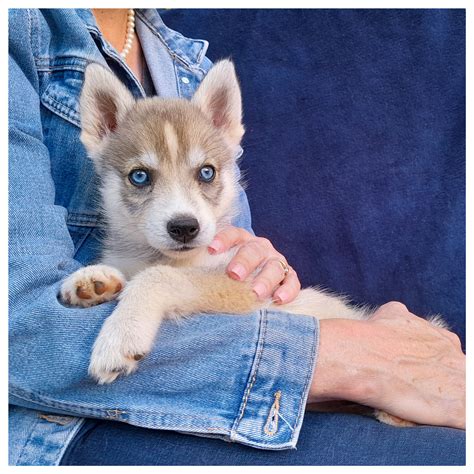 Siberian Husky - PetsOnline