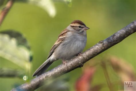 Warblers and Sparrows – Birds in My Viewfinder