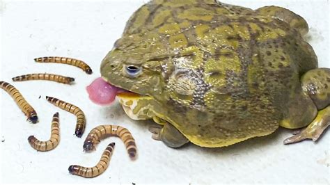 Afternoon Time African Bullfrog Eating Worm Warning Live Feeding Youtube