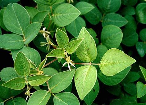 Le Desmodium Desmodium adscendens Une plante pour protéger le foie