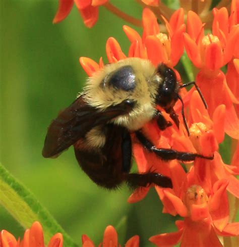 Brown Belted Bumble Bee Bombus Griseocollis Bugguidenet