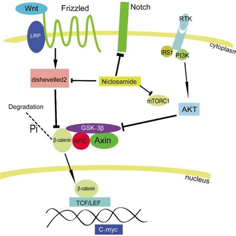 Niclosamide blocks the tumor necrosis factor α TNFα induced I B