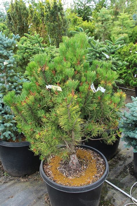 Buy Pinus Mugo Amber Gold Specimen Conifer Kingdom