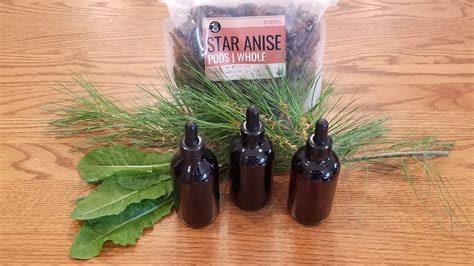 Forest Alchemy How To Make Pine Needle Tincture For Magical Wellness