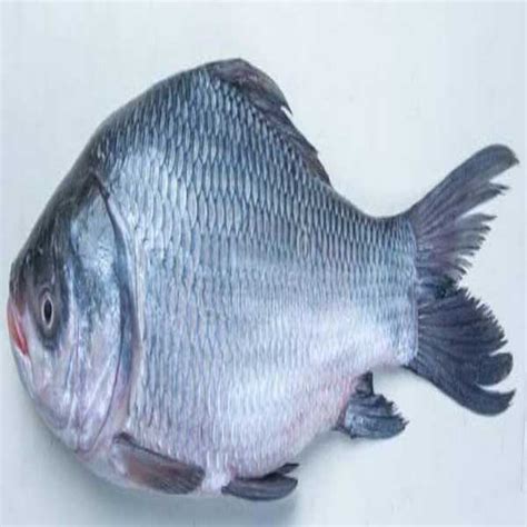 catla fish