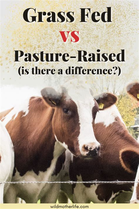 Pasture Raised Vs Grass Fed Whats The Difference Wild Mother