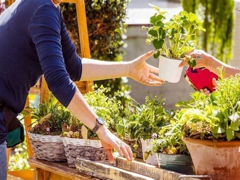 Lyon Des Milliers De Plantes Petits Prix Sont En Vente Jusqu Dimanche