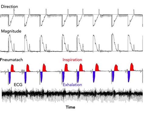 The Evolution Of Unidirectional Pulmonary Airflow Physiology