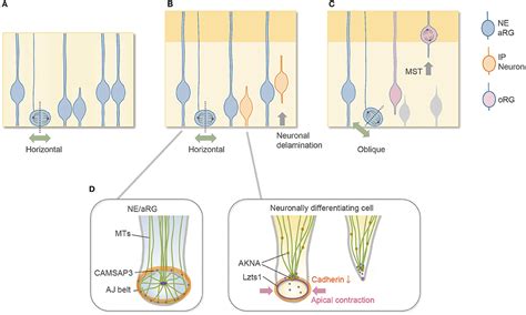 Frontiers Neuronal Delamination And Outer Radial Glia Generation In Neocortical Development