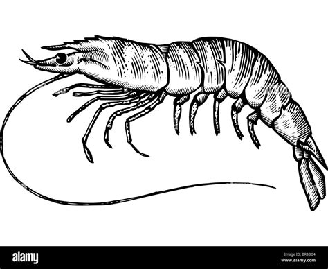 A Black And White Drawing Of A Tiger Prawn Stock Photo Alamy