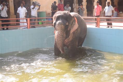 மதுரை மீனாட்சியம்மன் கோவில் யானைக்கு நீச்சல் குளம் நிதி அமைச்சர்