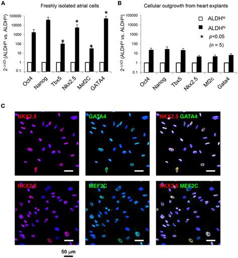 Expression Of Pluripotency Associated Genes Oct4 Nanog And