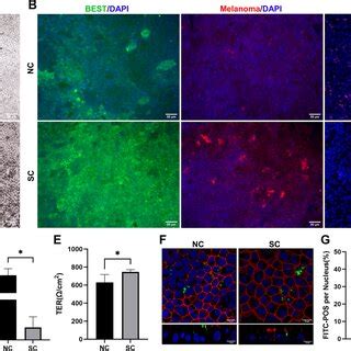 Pdf Tissue Engineering Rpe Sheet Derived From Hipsc Rpe Cell